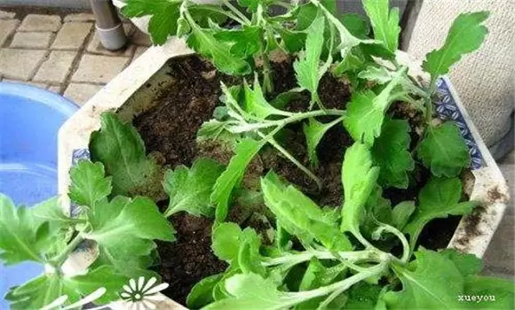菊花繁殖方法 菊花繁殖方法