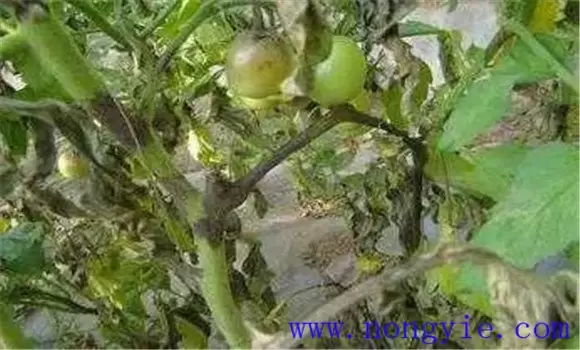 西红柿晚疫病怎么治 西红柿晚疫病怎么治