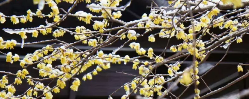 雪水可以浇花吗? 雪水可以浇花吗?