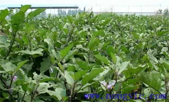 茄子施什么肥效果好