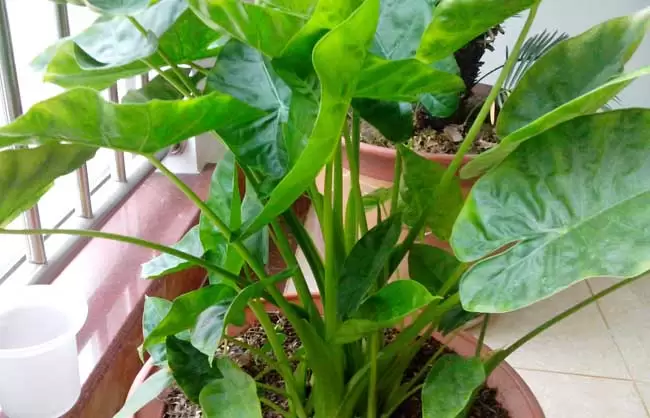 适合室内养的植物有哪些? 适合室内养的植物有哪些?