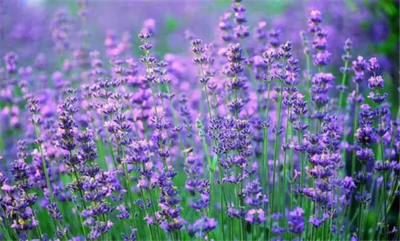 薰衣草种植条件是什么 薰衣草种植条件是什么