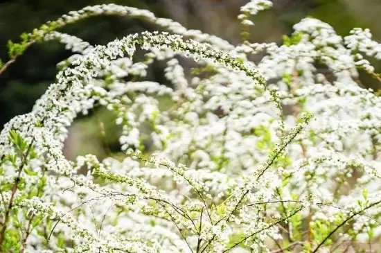 雪柳怕冷吗 雪柳怕冷吗
