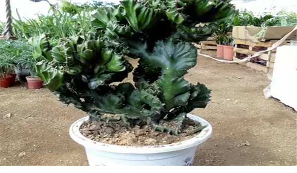 麒麟掌怎么养