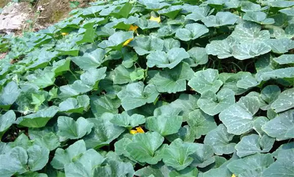 蜜本南瓜栽培技术要点与步骤