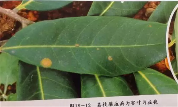 荔枝藻斑病病原是什么 荔枝藻斑病病原是什么