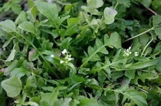 荠菜种子需要浸泡后再种植吗 荠菜种子需要浸泡后再种植吗