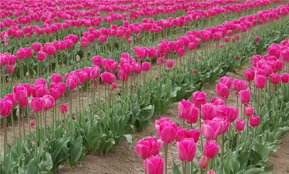 郁金香什么时候开花 郁金香什么时候开花