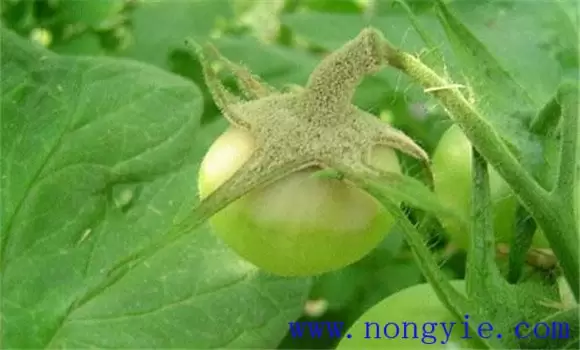 西红柿灰霉病发病原因 西红柿灰霉病发病原因