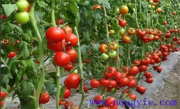 西红柿种植注意事项 西红柿种植注意事项