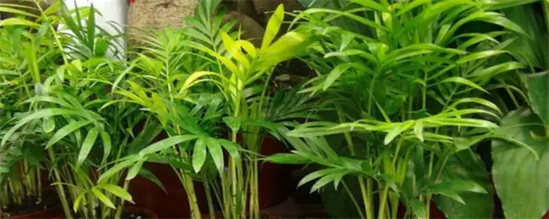 袖珍椰子的养殖方法,补充水分 袖珍椰子的养殖方法,补充水分