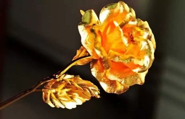 金玫瑰花语是什么? 金玫瑰花语是什么?