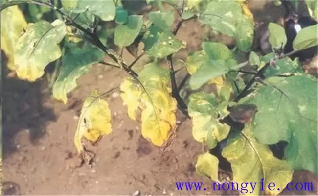 茄子萎焉的原因是什么 茄子萎焉的原因是什么