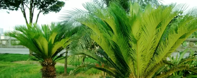 裸子植物的种子是怎么形成的 裸子植物的种子是怎么形成的