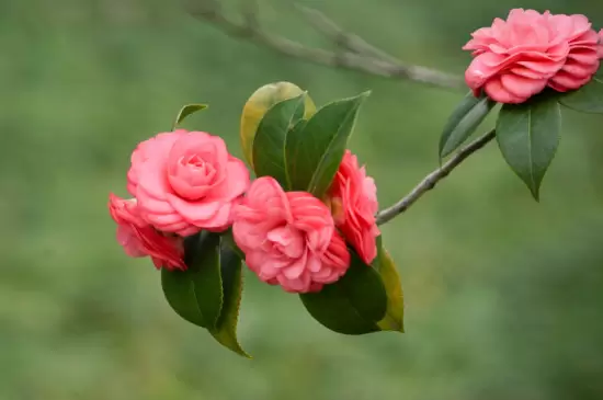 耐寒的室内花卉有哪些 耐寒的室内花卉有哪些