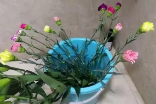 鲜花醒花怎么处理 鲜花醒花怎么处理