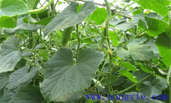 黄瓜瓜打顶是什么原因造成的 黄瓜瓜打顶是什么原因造成的