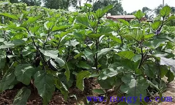 茄子再生栽培技术要点 茄子再生栽培技术要点