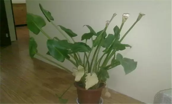 马蹄莲有毒吗?马蹄莲的象征意义 马蹄莲有毒吗?马蹄莲的象征意义