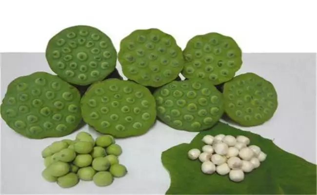 莲蓬是荷花的什么部分,莲蓬什么季节成熟 莲蓬是荷花的什么部分,莲蓬什么季节成熟