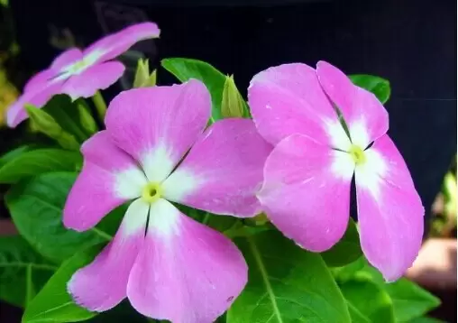 长春花的功效与作用 长春花的功效与作用
