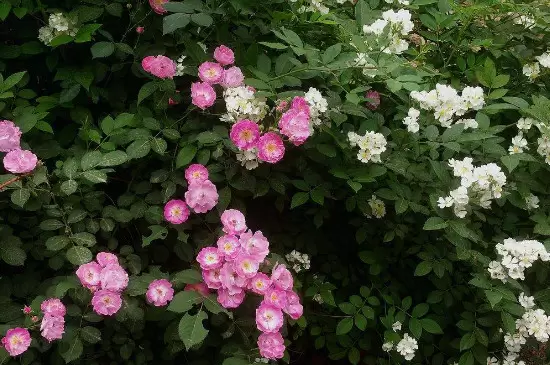 荼蘼花的花语 荼蘼花的花语