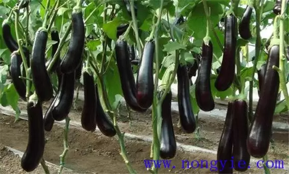 茄子黄萎病的发病条件 茄子黄萎病的发病条件