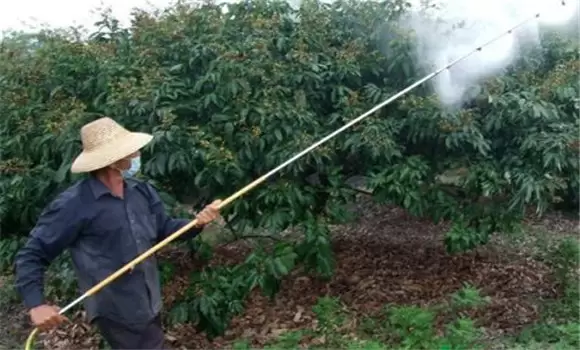 荔枝坐果率怎么提高 荔枝坐果率怎么提高