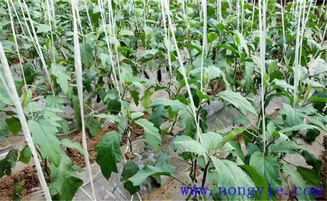 茄子早衰是什么原因 茄子早衰是什么原因