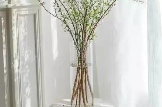雪柳干枝开过花就报废了吗 雪柳干枝开过花就报废了吗