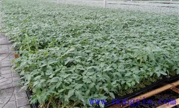 西红柿苗期管理要点:防止幼苗徒长的方法 西红柿苗期管理要点:防止幼苗徒长的方法