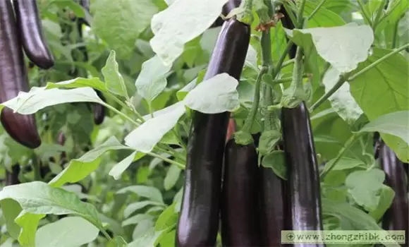 茄子高产栽培技术 茄子高产栽培技术