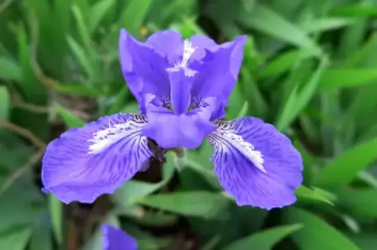 蓝色的花有哪些及花名 蓝色的花有哪些及花名