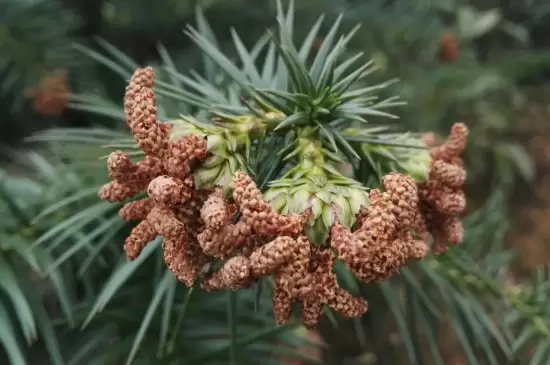 裸子植物是自养还是异养 裸子植物是自养还是异养