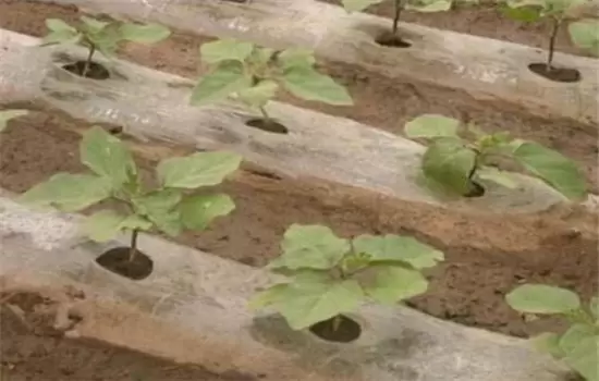 茄子种植时间和方法:如何育苗、定植等 茄子种植时间和方法:如何育苗、定植等