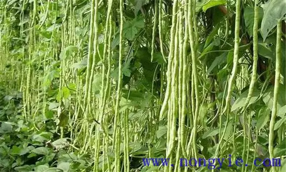 豇豆种植时间