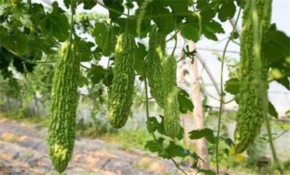 苦瓜种植技术与管理法?苦瓜该如何种植? 苦瓜种植技术与管理法?苦瓜该如何种植?