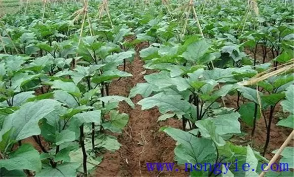 茄子嫁接育苗技术及种植技术 茄子嫁接育苗技术及种植技术