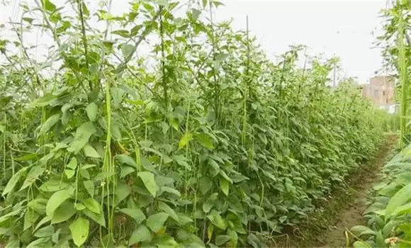 豇豆亩产量一般是多少斤 豇豆亩产量一般是多少斤