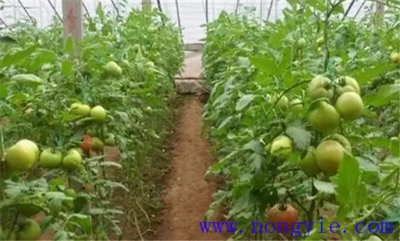 西红柿种植注意事项 西红柿种植注意事项