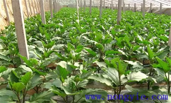 茄子日常如何管理 茄子日常如何管理