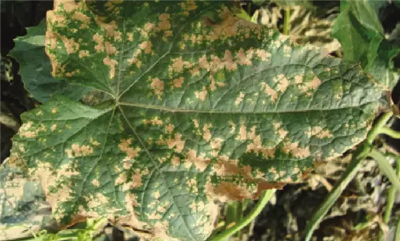 苦瓜种植技术与管理法?苦瓜该如何种植? 苦瓜种植技术与管理法?苦瓜该如何种植?