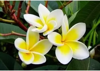 鸡蛋花的几大功效介绍 鸡蛋花的几大功效介绍