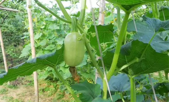金丝瓜的种植和管理技术要点与主要步骤