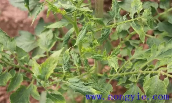 茄子病毒病的症状 茄子病毒病的症状