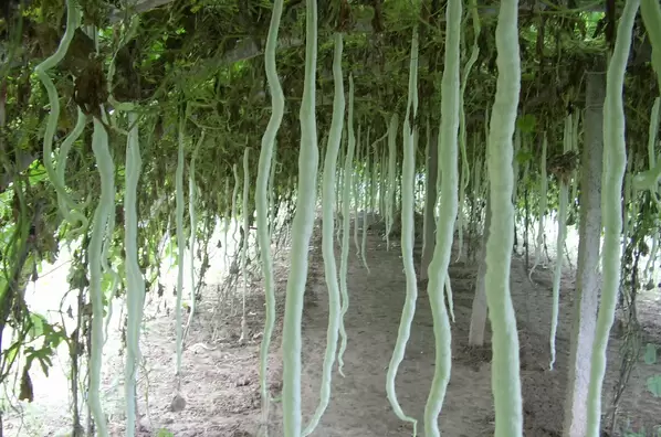 蛇豆的种植方法图解 蛇豆的种植方法图解