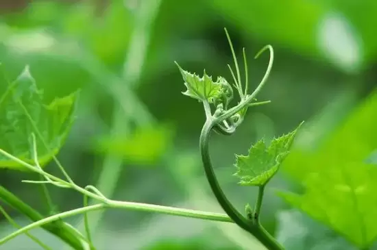 茎的功能 茎的功能