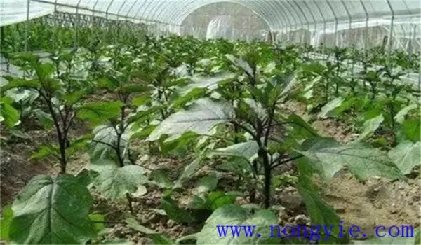 越冬茬茄子落花落果的原因及防治方法 越冬茬茄子落花落果的原因及防治方法