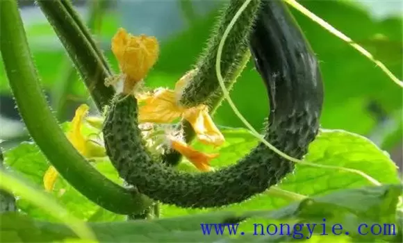 黄瓜畸形瓜形成的原因是什么 黄瓜畸形瓜形成的原因是什么