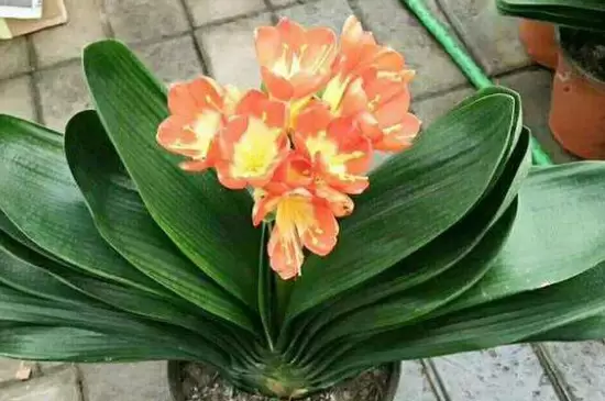 酵母粉兑水可以浇哪些花卉 酵母粉兑水可以浇哪些花卉